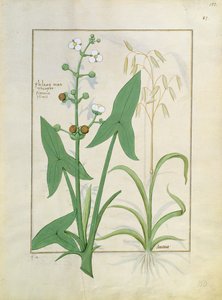 Illustration du Livre des simples médecines par Mattheaus Platearius 153r